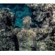 Гидрокостюм Salvimar Garda KRYPSIS 5,5 мм M