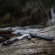 Нож Morakniv Companion Spark Black, нержавеющая сталь, 13567