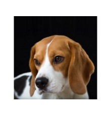 Картина мозаикой 30х30 БИГЛЬ (квадрат) (20 цветов)