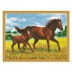 Алмазная мозаика с нанесенной рамкой 40х50 ПРОГУЛКА (28 цветов)