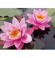 Картина мозаикой 15х20 РОЗОВЫЕ КУВШИНКИ (10 цветов)
