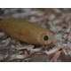 Нож Morakniv Morakniv Wood Сarving 120, блистер, 14031