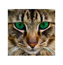 Картины мозаикой 30х30 БЕНГАЛЬСКАЯ КОШКА (15 цветов)