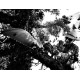 Мачете Gerber Machete Clearpath (31-003155)
