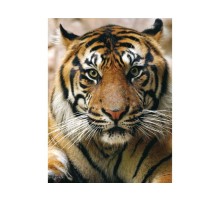 Алмазная мозаика 15х20 ПОРТРЕТ ТИГРА (14 цветов)