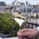 Аэрирующие бокалы для вина L'Atelier du Vin L'Exploreur Oenologie 4 шт.