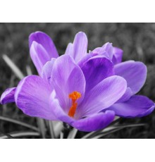 Картина мозаикой 15х20 ЦВЕТОК КРОКУСА (10 цветов)